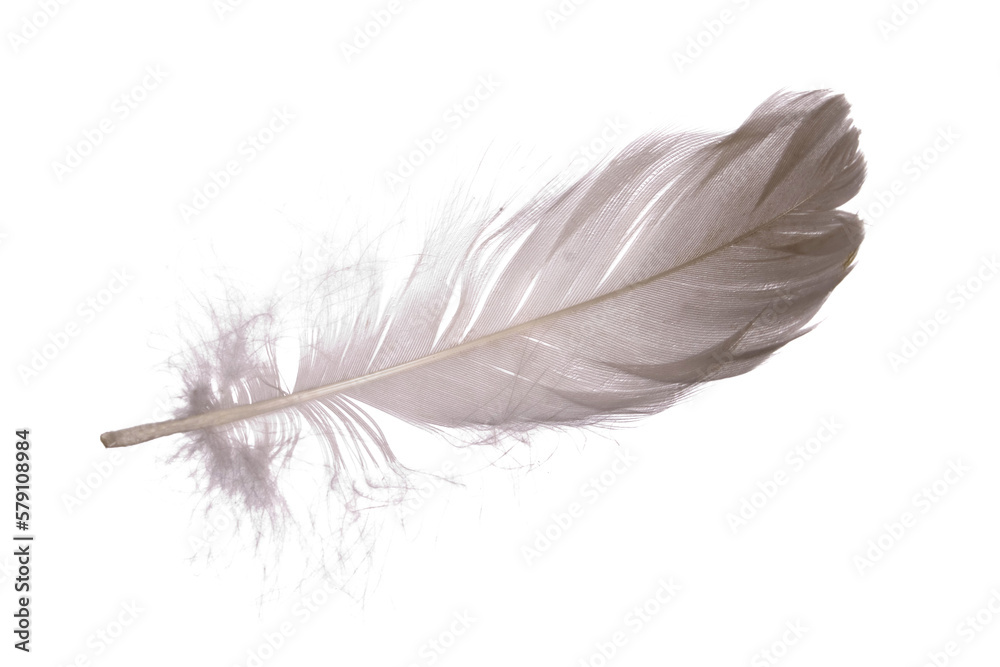 fluffy white isolated bird feather. transparent background.
