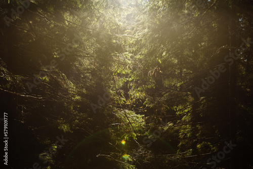 Landscape of mountains on a sunny autumn day through trees and bushes