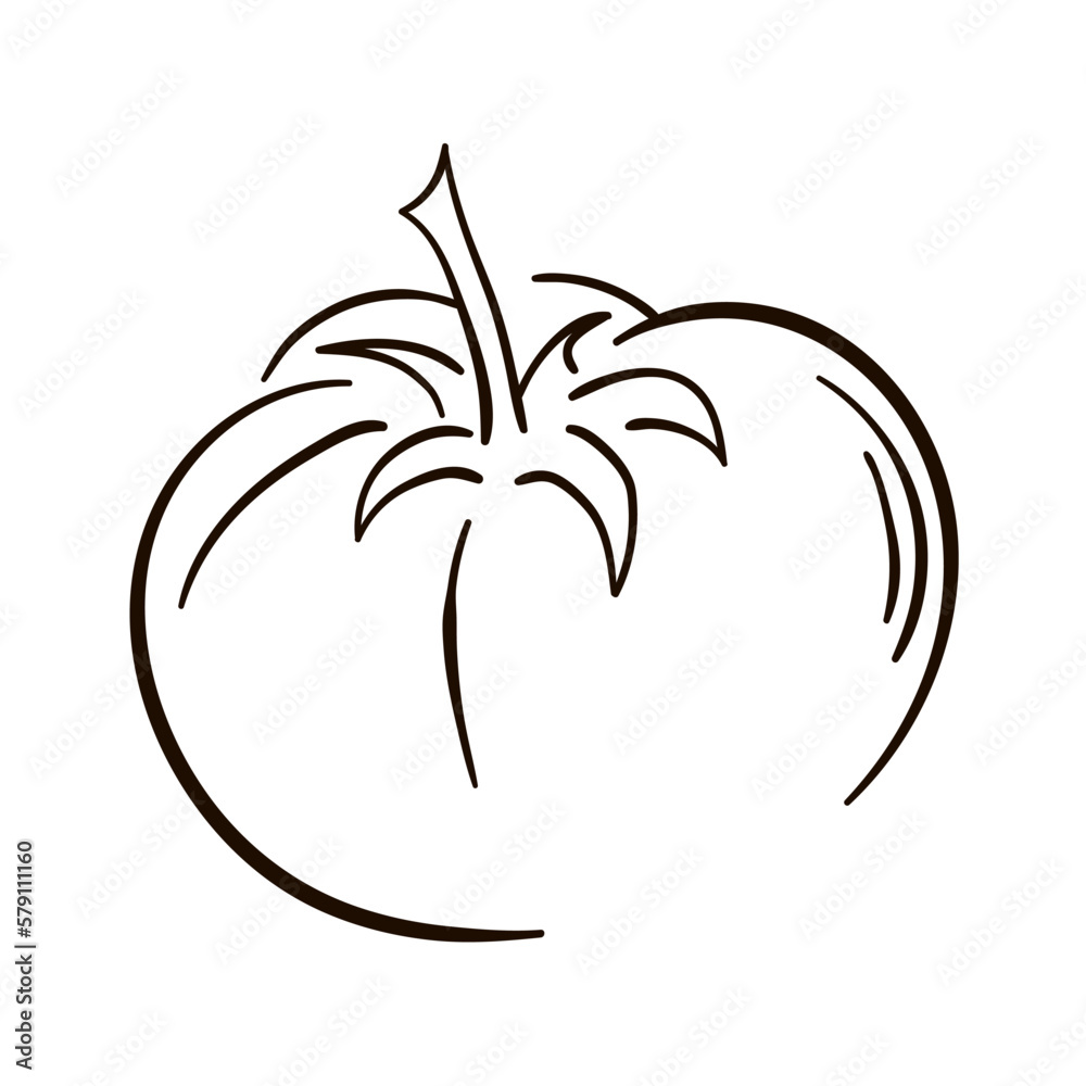 Tomato line art isolated on white background. Vector tomato line art. Tomato line art isolated on white background. Vector tomato line art.