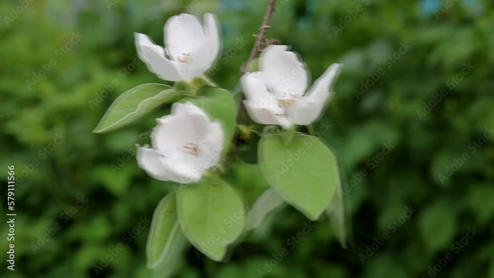 Flowering of quince in spring. A fruit tree of quince blossomed agricultural garden, white beautiful flowers Flowering of quince in spring. A fruit tree of quince blossomed agricultural garden, white beautiful flowers