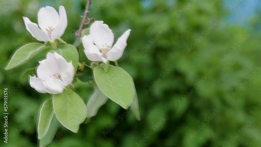 Three beauty white flowers bloomed on a branch of quince tree on a green background Three beauty white flowers bloomed on a branch of quince tree on a green background