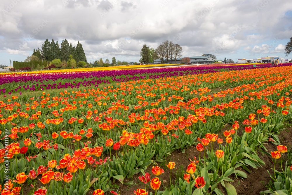 Tulip Farm, Portland, Oregon