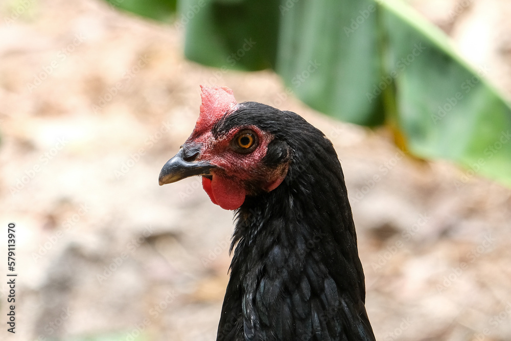 Close up black chicken head beak hoopoe with isolated background on farm. Selective focus. Close up black chicken head beak hoopoe with isolated background on farm. Selective focus.