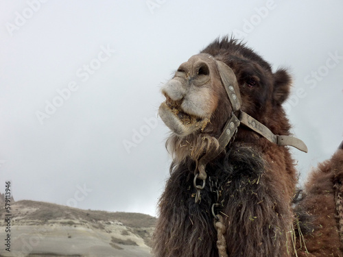 belle tête de chameau photo