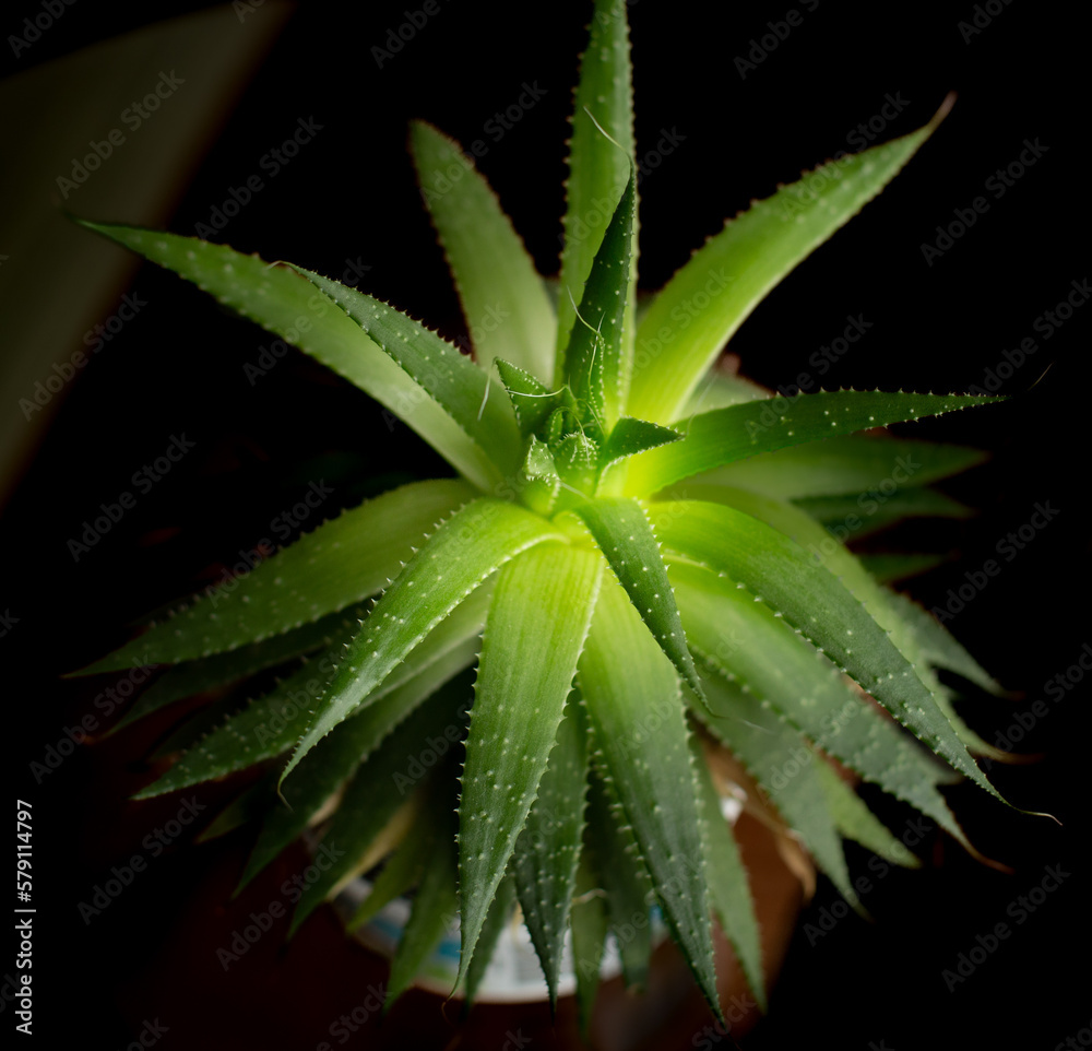 Aloe vera plant in a pot , house plant, medicine plant Aloe vera plant in a pot , house plant, medicine plant