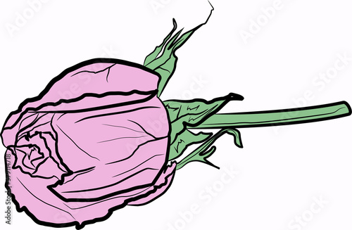 Rose flower sketch. Hand drawn vector illustration isolated on white background.