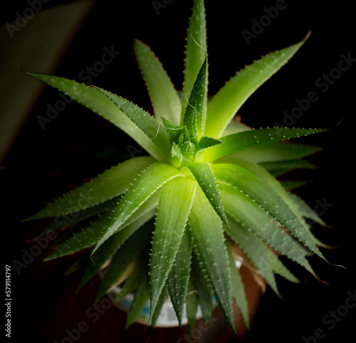 Aloe vera plant in a pot , house plant, medicine plant