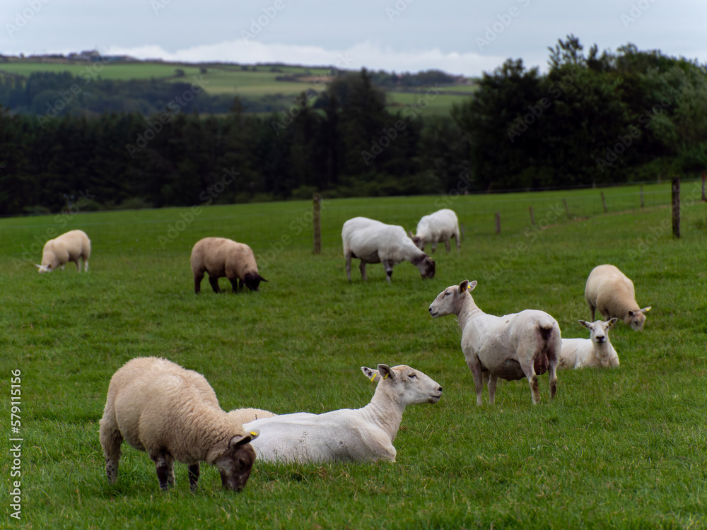 Cute sheep. Sheep on grazing. Livestock farm, ecological production. Herd of sheep on green grass field Cute sheep. Sheep on grazing. Livestock farm, ecological production. Herd of sheep on green grass field