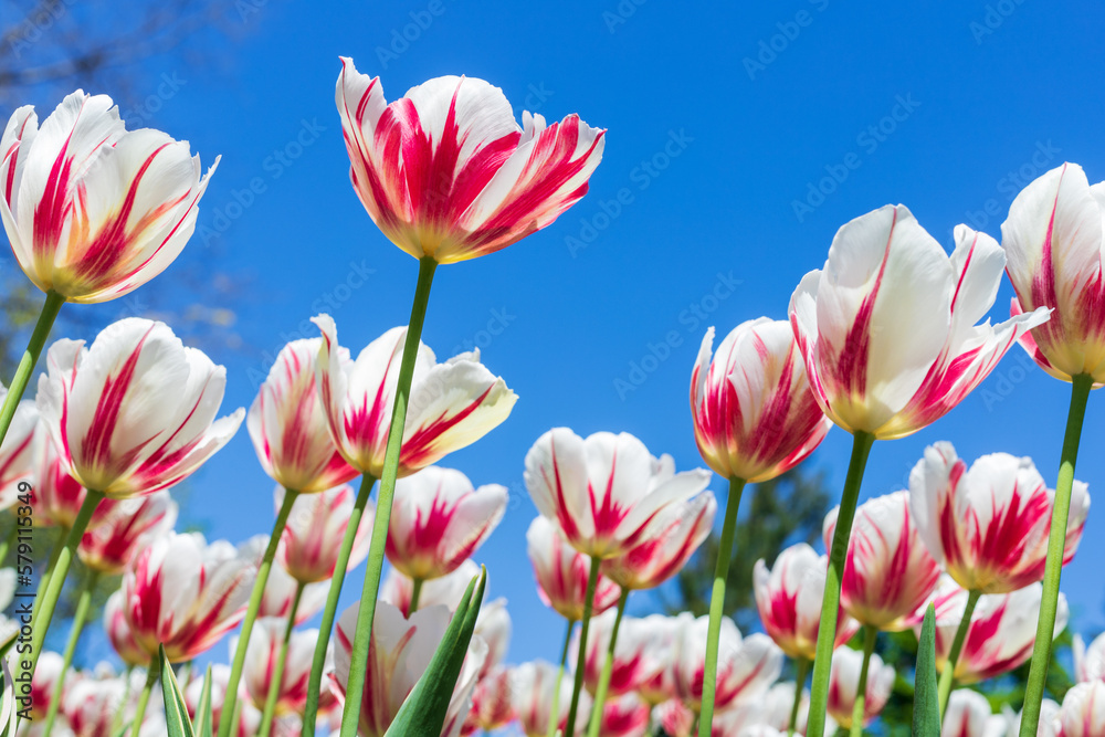 Tulips against blue sky in park. Flowers in garden in spring season. Natural background
