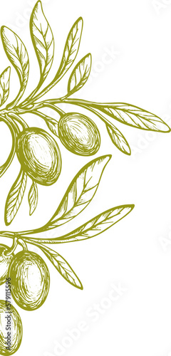 Olive branch, leaf. Graphic hand draw greek texture plant, fruit on white background. Nature decor. Fresh organic oil