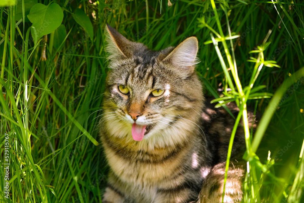 Cat languishes in the heat lying on the ground with its tongue out. Tabby domestic cat on a walk outdoors. The cat is sitting in green grass with open mouth. Walk with a pet cat summer heat.