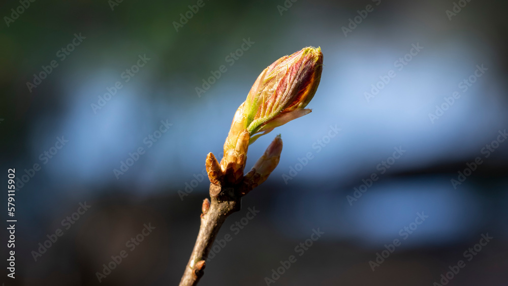 Naklejka premium Pąk w makro