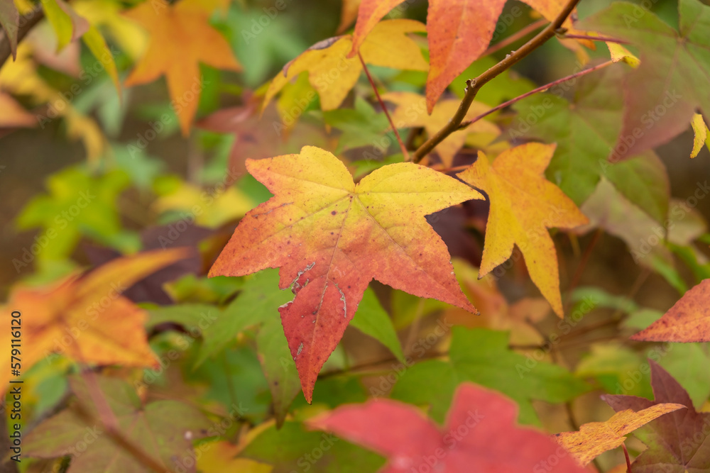The leaves of the maple trees begin to change color in the forest at the autumn colors The leaves of the maple trees begin to change color in the forest at the autumn colors