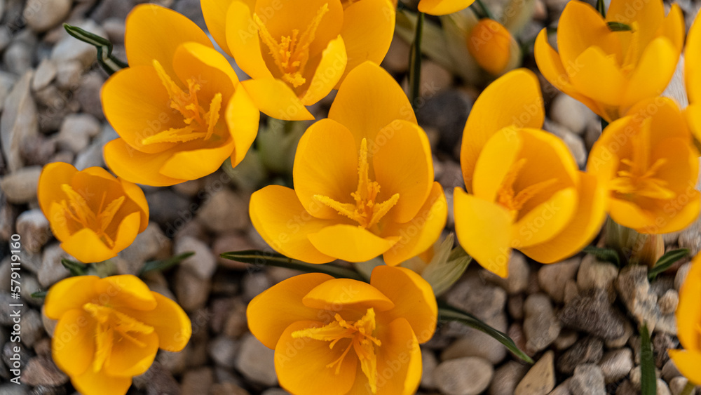 Yellow crocus flowers in a flowerbed at springtime blooming in the sun. The most beautiful spring flowers Yellow crocus flowers in a flowerbed at springtime blooming in the sun. The most beautiful spring flowers