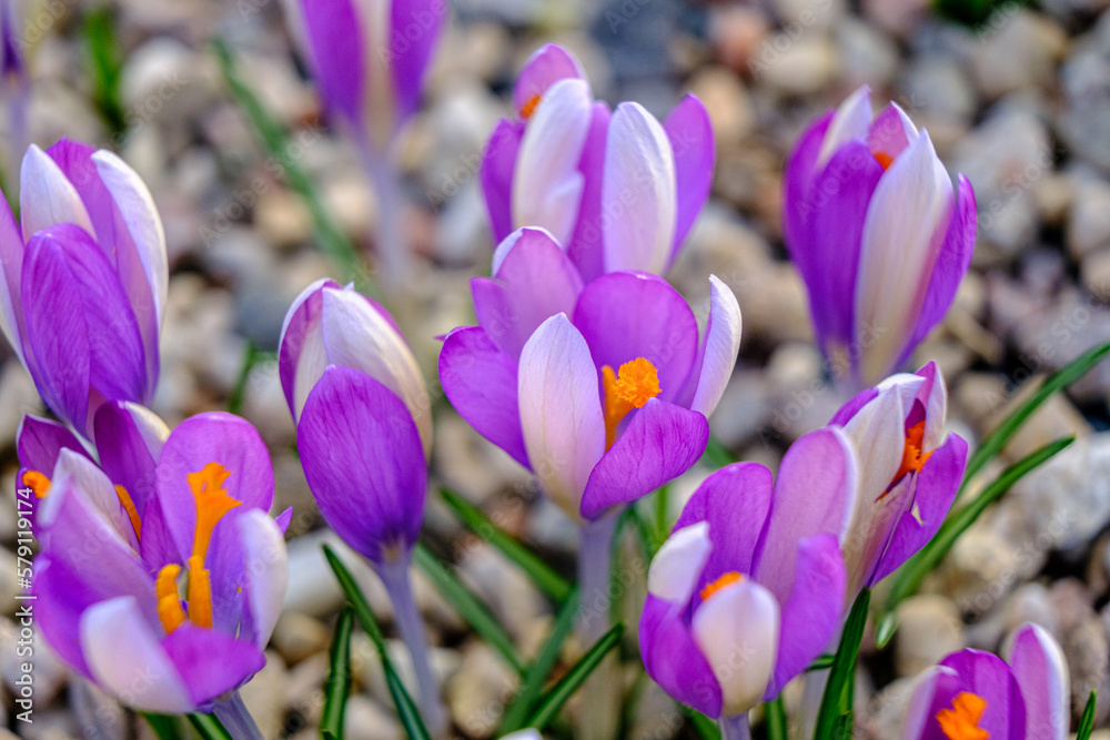 Multicolored petals for crocuses. flowers in a flower bed in spring blooming in the sun. The most beautiful spring flowers.