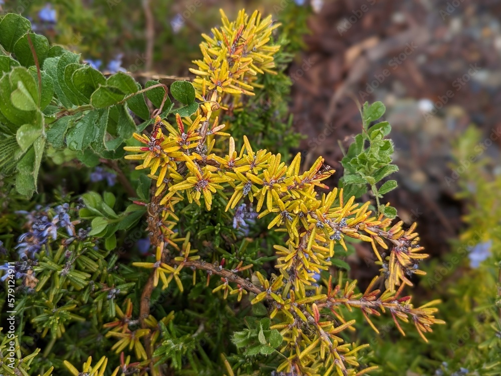 close up of yellow heath plant, dwarf heath, Erica nana close up of yellow heath plant, dwarf heath, Erica nana