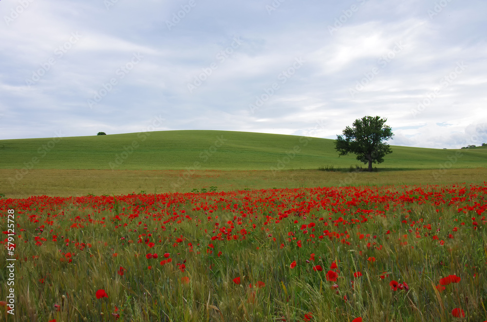 Wheat and red poppies in the Molise countryside, Italy