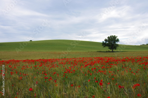 Wheat and red poppies in the Molise countryside, Italy