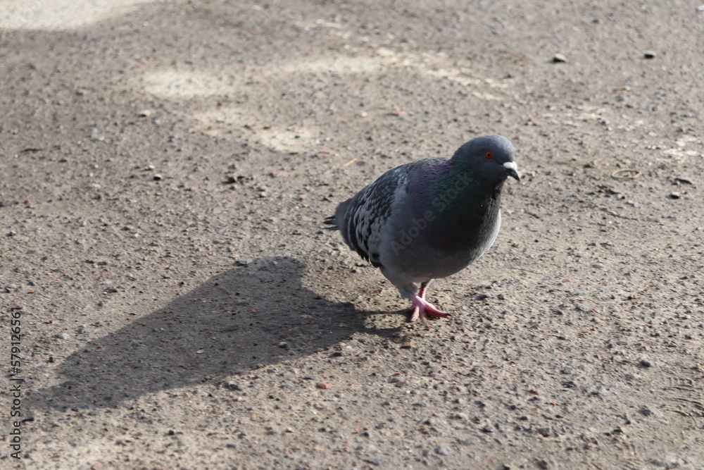 pigeon on the sand pigeon on the sand