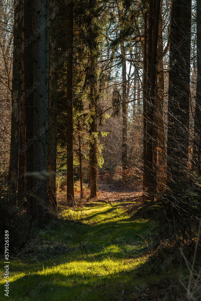 Frühmorgens Licht im Wald, Fichten Waldweg