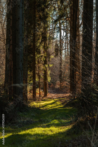 Fr  hmorgens Licht im Wald  Fichten Waldweg