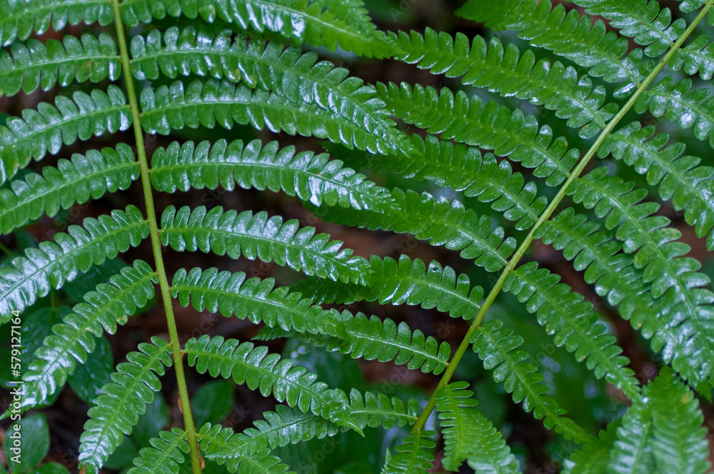 Fototapeta premium wet ferns closeup
