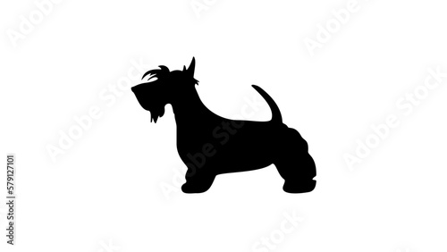 scottish terrier silhouette photo