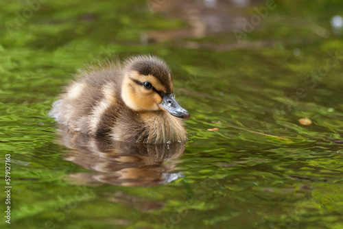 duckling isolated on reflective water