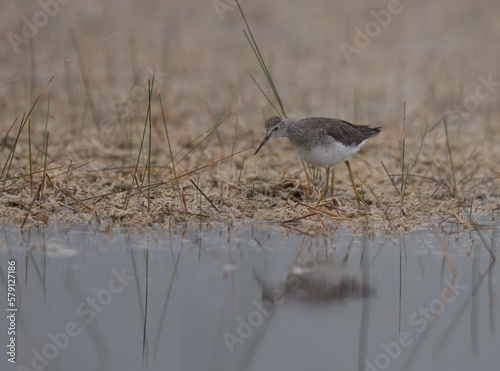sandpiper with reflection in mist