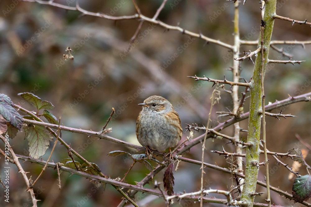 A Dunnock (Prunella modularis) perched in a Hawthorn tree. A Dunnock (Prunella modularis) perched in a Hawthorn tree.