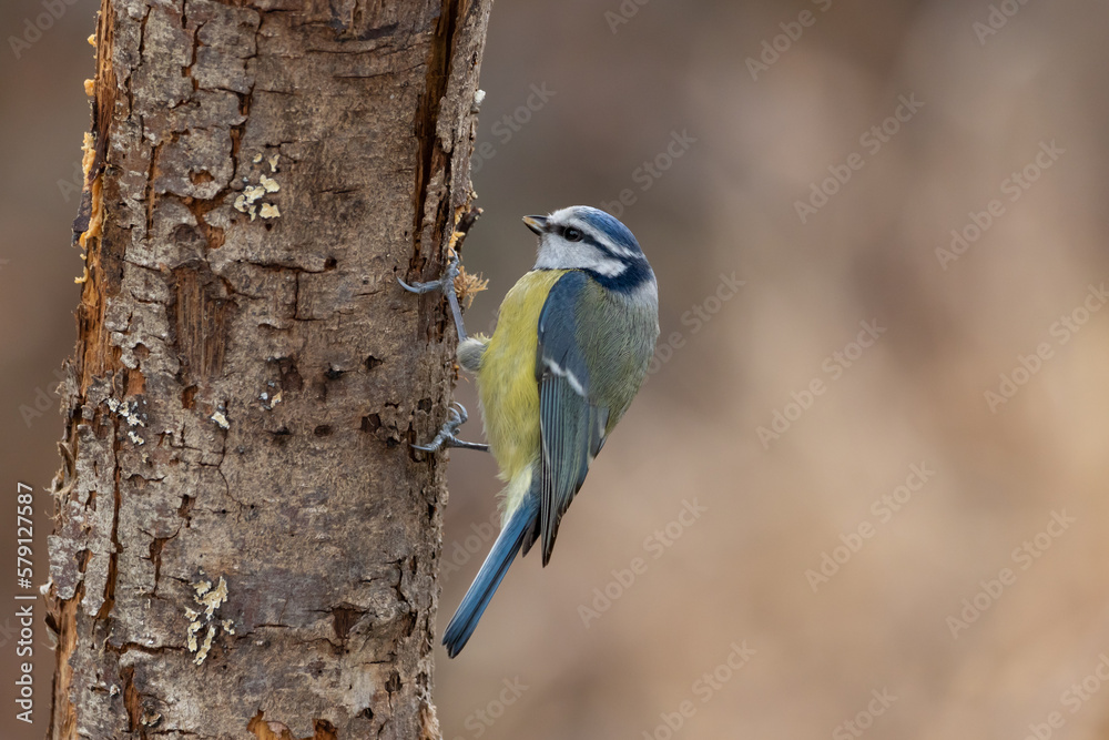 Naklejka premium A Blue tit (Cyanistes caeruleus) clinging to a tree trunk.