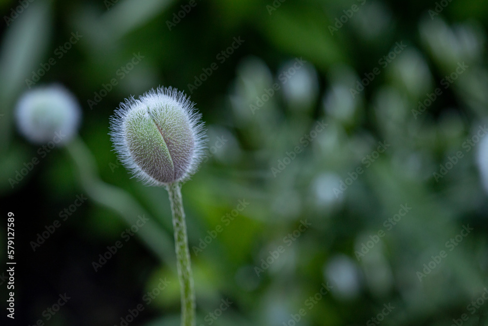 Poppy flower bud in the garden. Selective focus with shallow depth of field. Poppy flower bud in the garden. Selective focus with shallow depth of field.