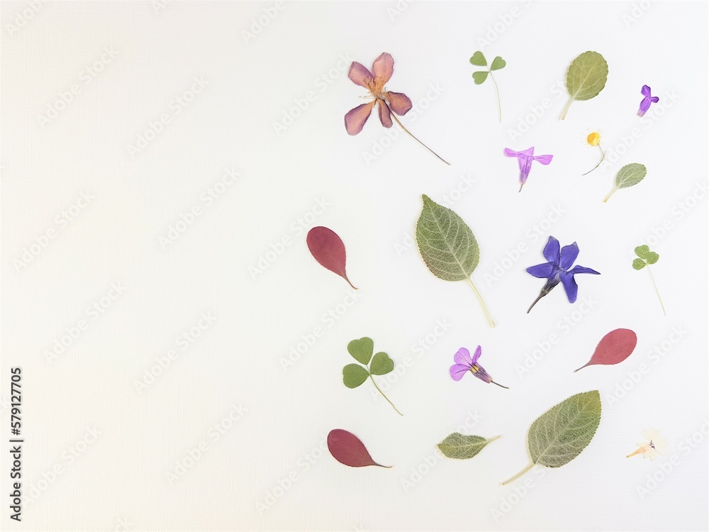 Obraz premium Art set of dry herbarium flowers and leaves on white paper