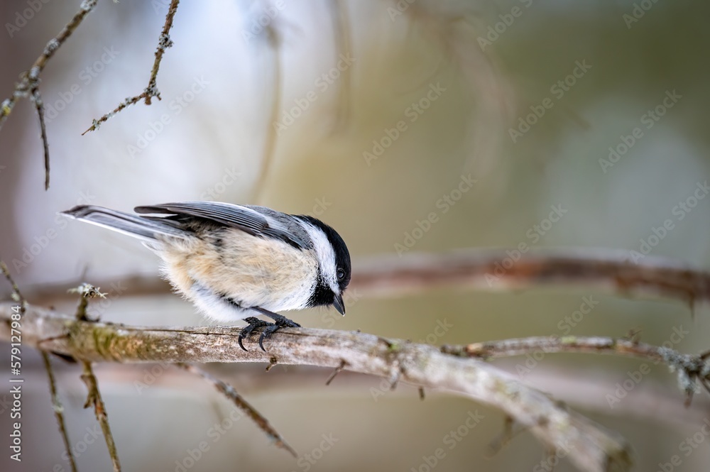 Black-capped chikadee (Poecile atricapillus) perched on an old tree branch and looking down Black-capped chikadee (Poecile atricapillus) perched on an old tree branch and looking down