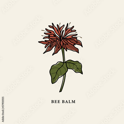 Line art bee balm drawing