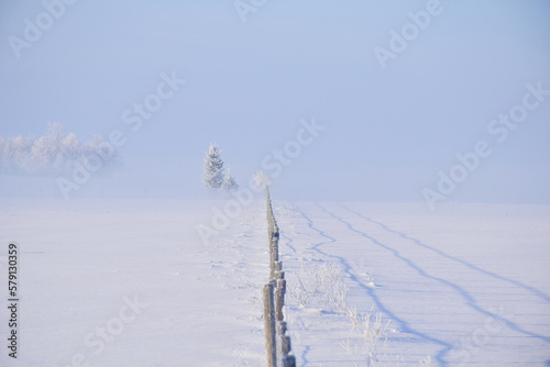 snow covered trees in heavy fog