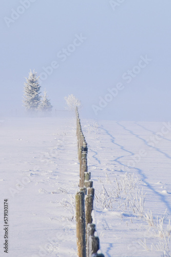 snow covered trees in winter with heavy fog 
