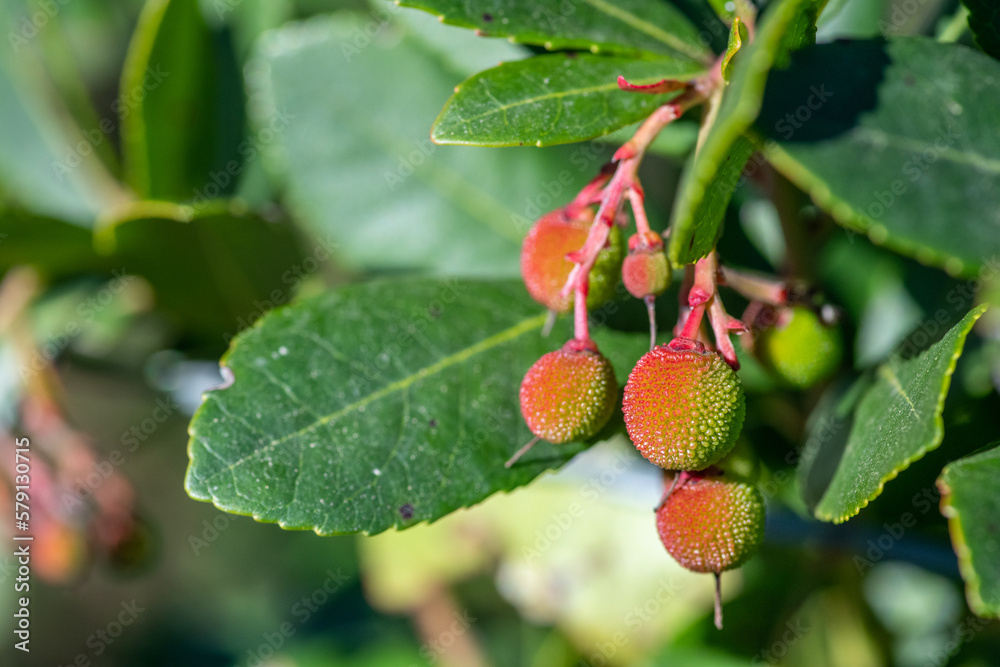 Medronheiros com frutos Medronheiros com frutos