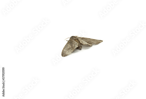 Fototapeta Naklejka Na Ścianę i Meble -  An insect of a moth, a woolly leg, on a white background