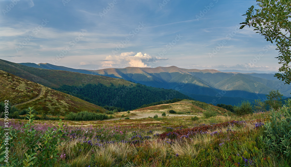 Summer mountain landscape in the Carpathians. Green summer meadows overgrown with blueberry bushes, wild flowers and herbs