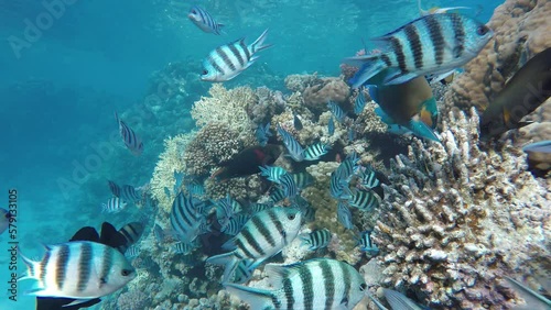 Wallpaper Mural Underwater life in the ocean. Tropical fish.    Torontodigital.ca