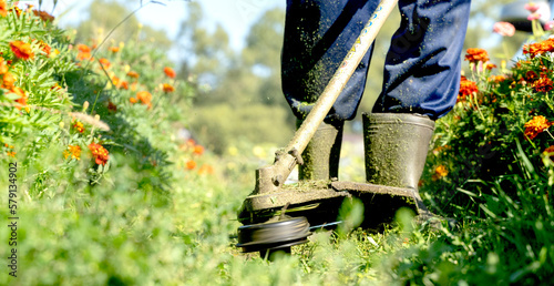 a gardener with a grass trimmer mows the grass