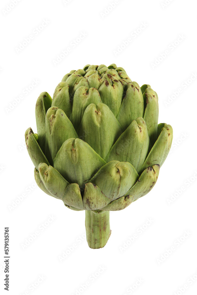 Fototapeta premium Artichoke on white background seamless