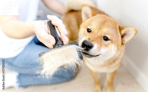 Obraz na plátně Cropped image of woman combing hair of Shiba Inu dog with comb brush