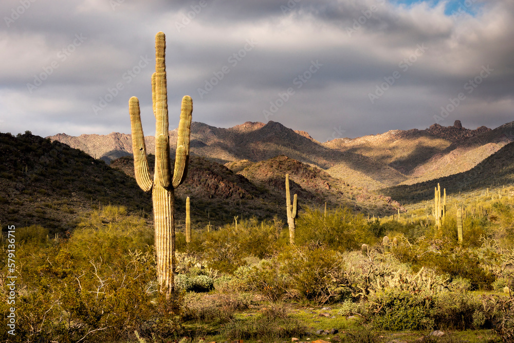 Beautiful sunset desert view is from the McDowell Sonoran Preserve in Scottsdale, Arizona. The breaking clouds from an early morning snow pattern the landscape and cactus  in beautiful warm light.