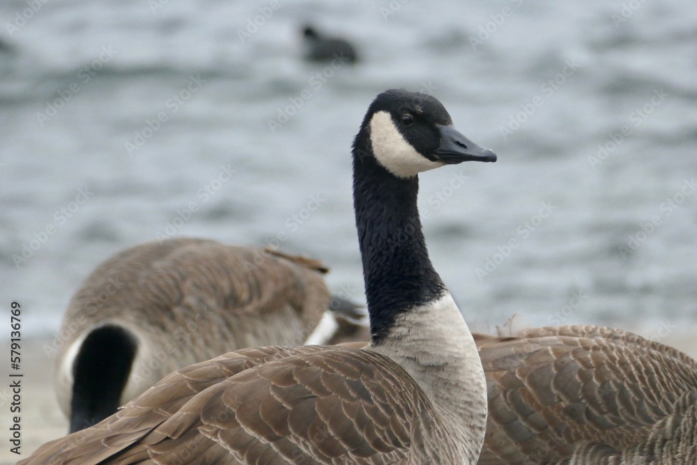 Obraz premium Canada geese in berlin