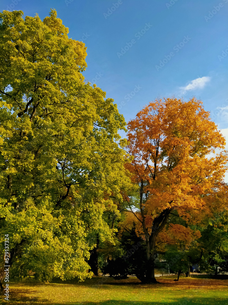 Naklejka premium Autumn in the park.