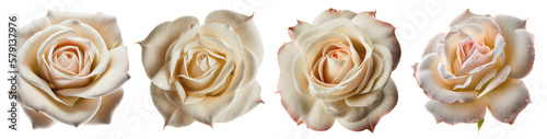 Assorted light cream and beige roses on transparent PNG background. Created with Generative AI.	