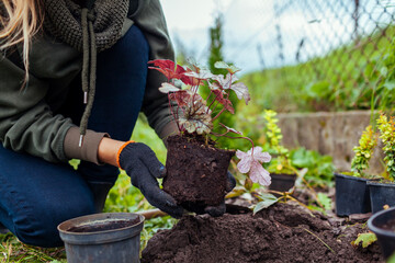 Planting heuchera color dream into soil. Gardener plants coral bells in ground in fall garden. Spring landscaping