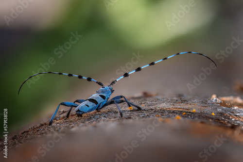 Rosalia alpina - Longhorn beetle - Rosalia longicorn